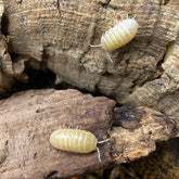 Armadillidium Vulgare T- Albino
